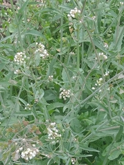 Capsella bursa-pastoris