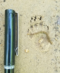 Mephitis mephitis nigra