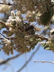 Sphaenothecus bilineatus