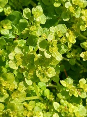 Chrysosplenium oppositifolium