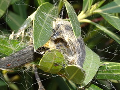 Stegodyphus lineatus