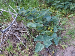 Aristolochia cretica