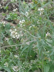 Capsella bursa-pastoris