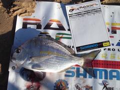Rhabdosargus holubi