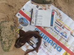 Haploblepharus fuscus