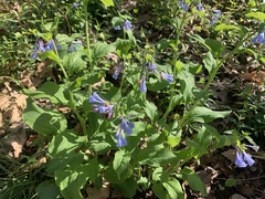 Mertensia virginica