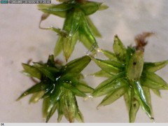 Orthotrichum diaphanum