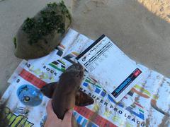 Haploblepharus fuscus