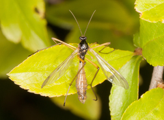 Tanyptera