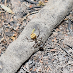 Camponotus pellarius