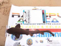 Haploblepharus fuscus