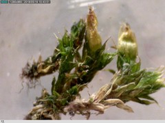 Orthotrichum diaphanum