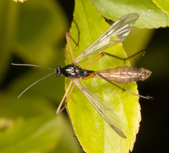 Tanyptera