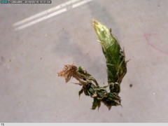 Orthotrichum diaphanum