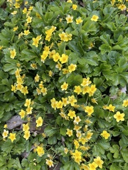 Waldsteinia