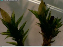 Orthotrichum diaphanum