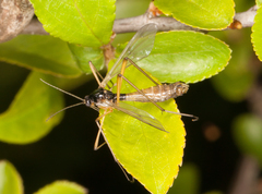 Tanyptera