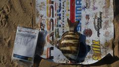 Diplodus hottentotus