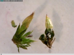 Orthotrichum diaphanum