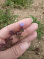 Anchusa thessala