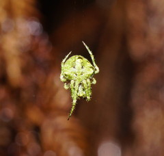 Novaranea courti