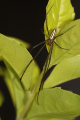 Leucauge celebesiana