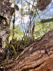 Polystachya sandersonii