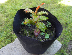 Berberis negeriana