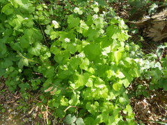 Alliaria petiolata