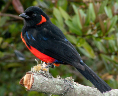 Anisognathus igniventris