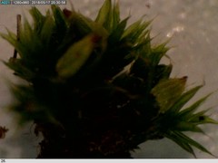 Orthotrichum diaphanum