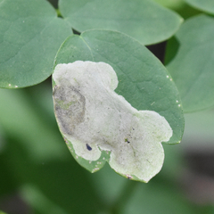 Phytomyza aquilegiae group