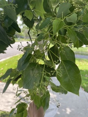 Chionanthus retusus