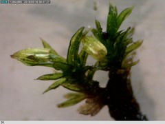 Orthotrichum diaphanum