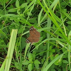 Junonia natalica