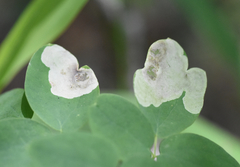 Phytomyza aquilegiae group