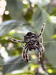 Caerostris sexcuspidata