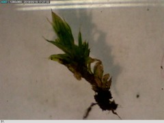 Orthotrichum diaphanum