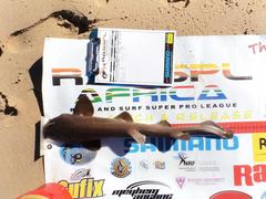 Haploblepharus fuscus