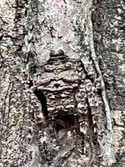 Caerostris sexcuspidata