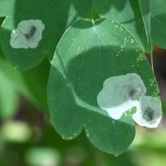 Phytomyza aquilegiae group