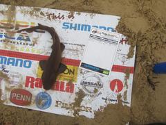 Haploblepharus fuscus