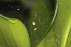 Cyrtophora exanthematica