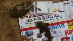 Haploblepharus fuscus