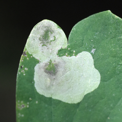 Phytomyza aquilegiae group