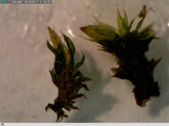 Orthotrichum diaphanum