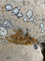 Polycauliona luteominia