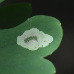Phytomyza aquilegiae group