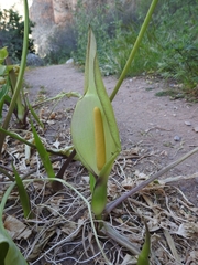 Arum concinnatum