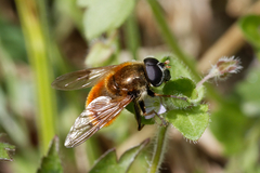 Cheilosia chrysocoma